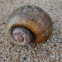 Big snail on the beach